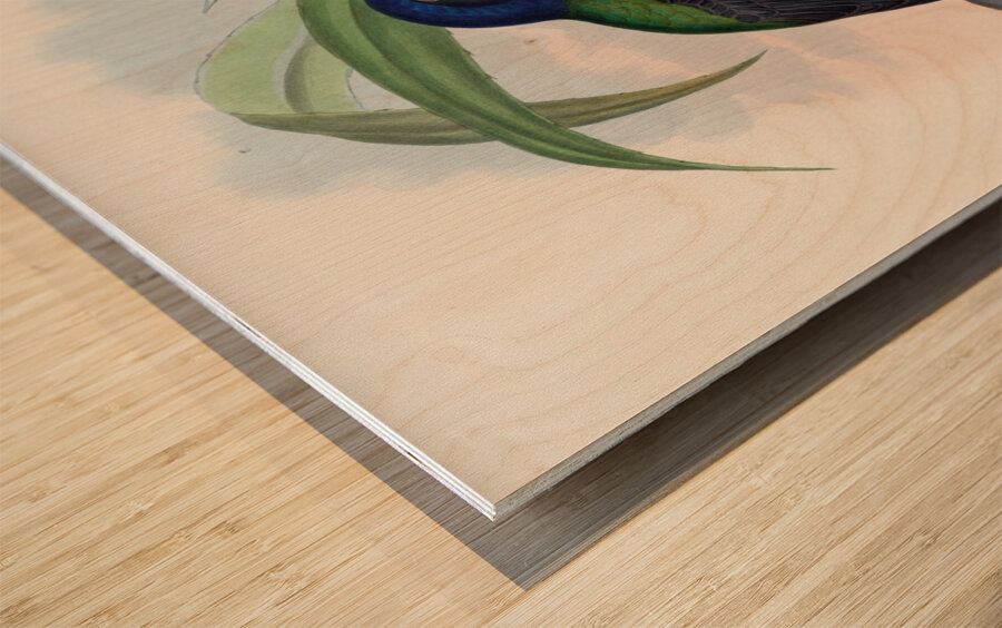 John Gould trogons 019 Wood print