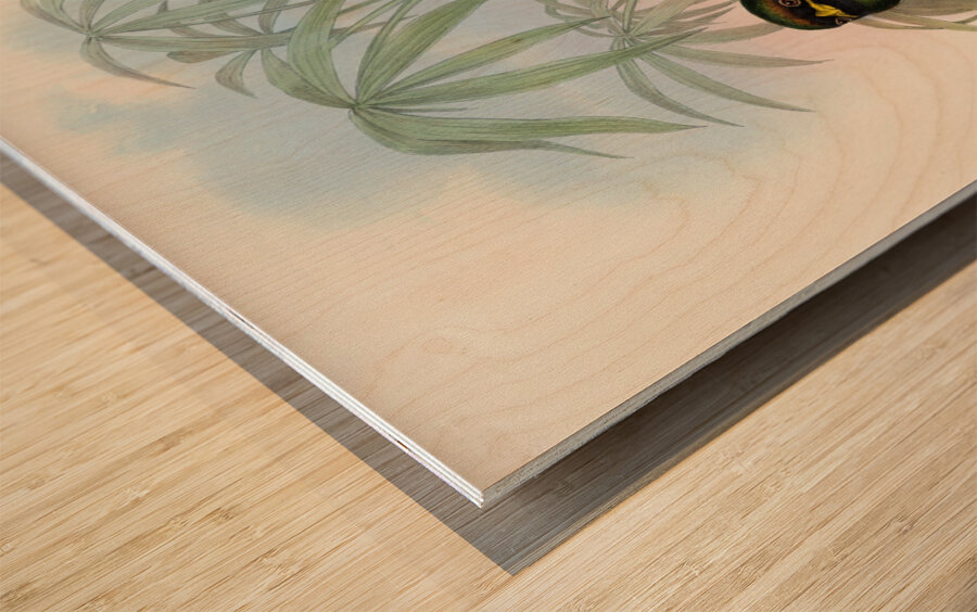 John Gould trogons 006 Wood print