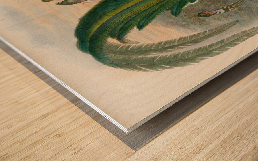 John Gould trogons 027 Wood print