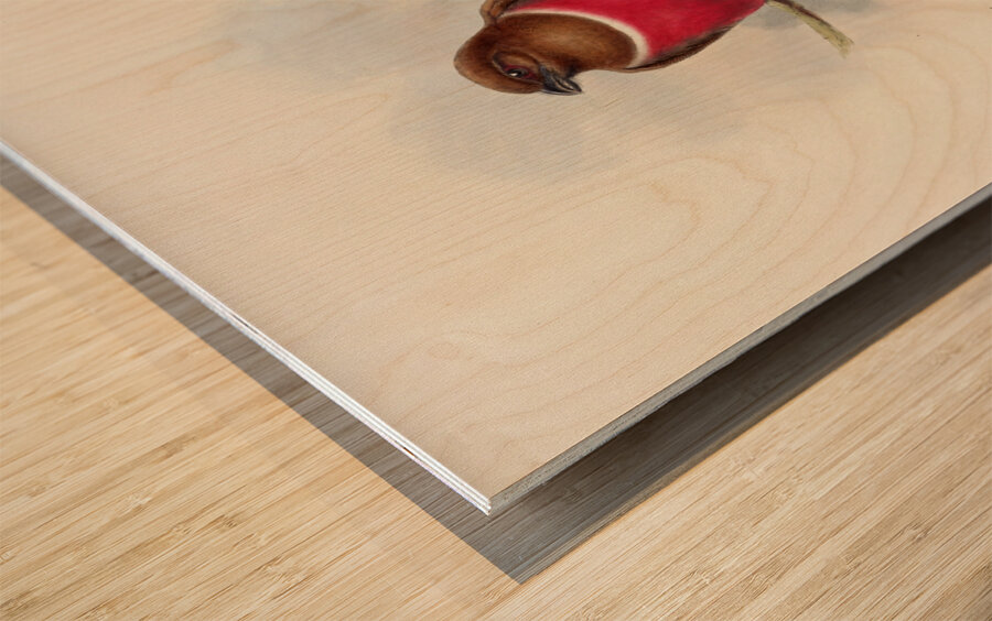 John Gould trogons 047 Wood print