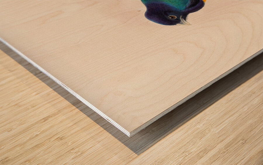 John Gould trogons 030 Wood print