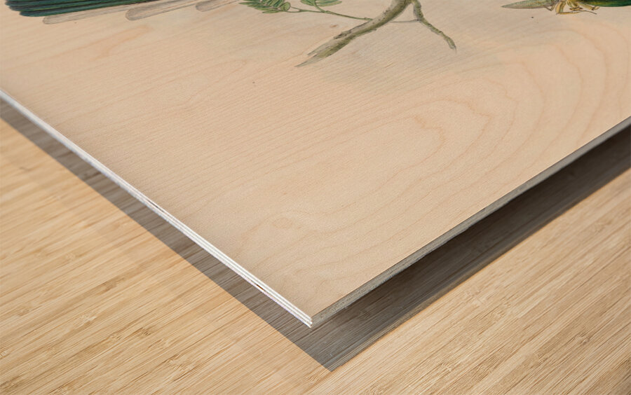 John Gould trogons 036 Wood print