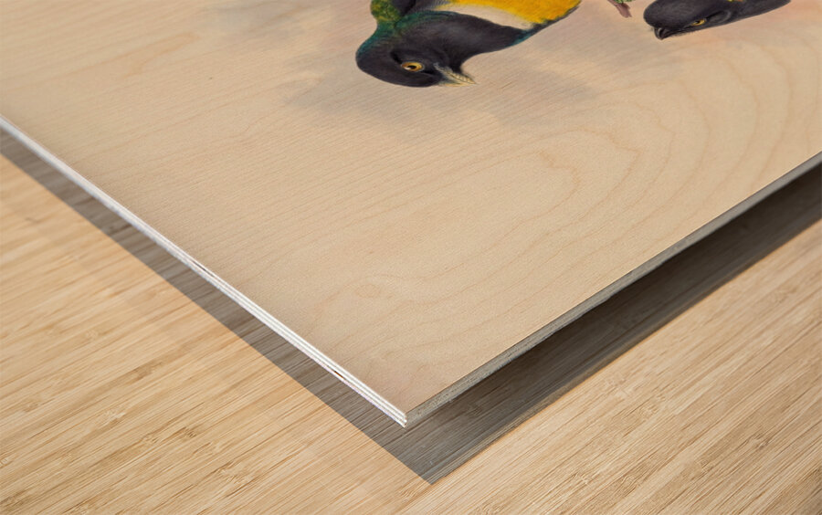 John Gould trogons 045 Wood print