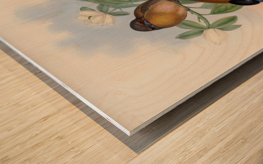 John Gould trogons 013 Wood print