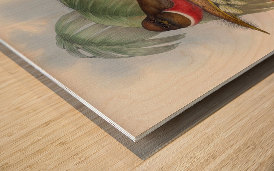 John Gould trogons 005 Wood print