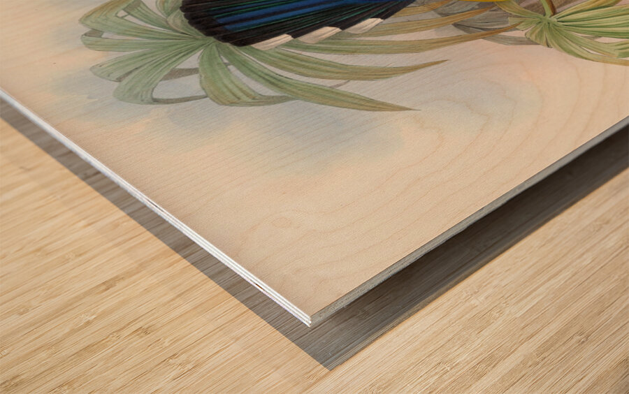 John Gould trogons 007 Wood print