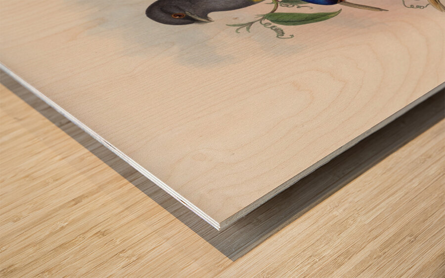 John Gould trogons 018 Wood print