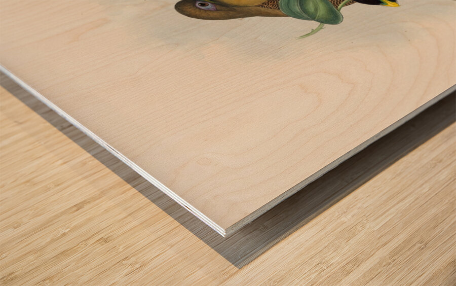 John Gould trogons 022 Wood print