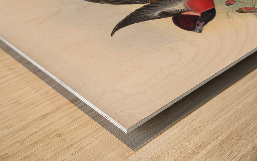 John Gould trogons 034 Wood print