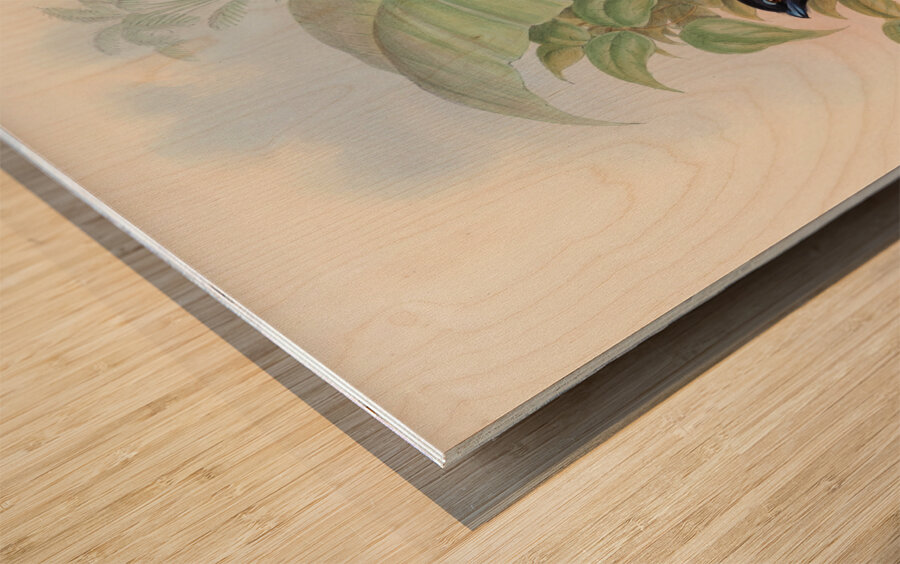 John Gould trogons 012 Wood print