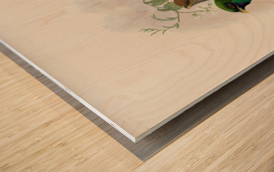 John Gould trogons 040 Wood print