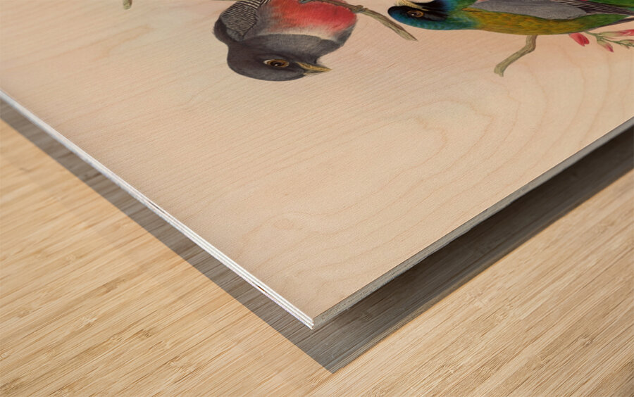 John Gould trogons 042 Wood print