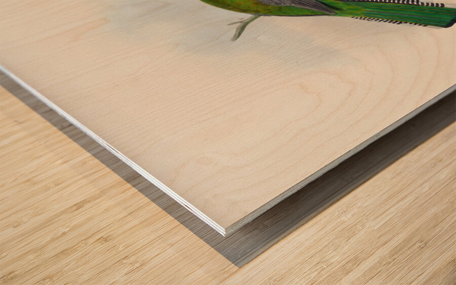 John Gould trogons 041 Wood print