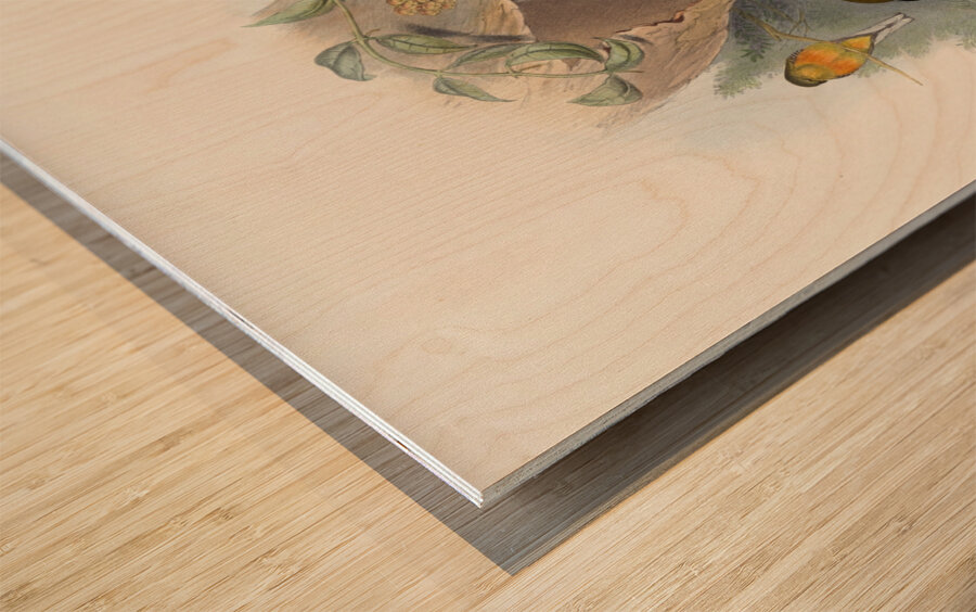 John Gould trogons 026 Wood print