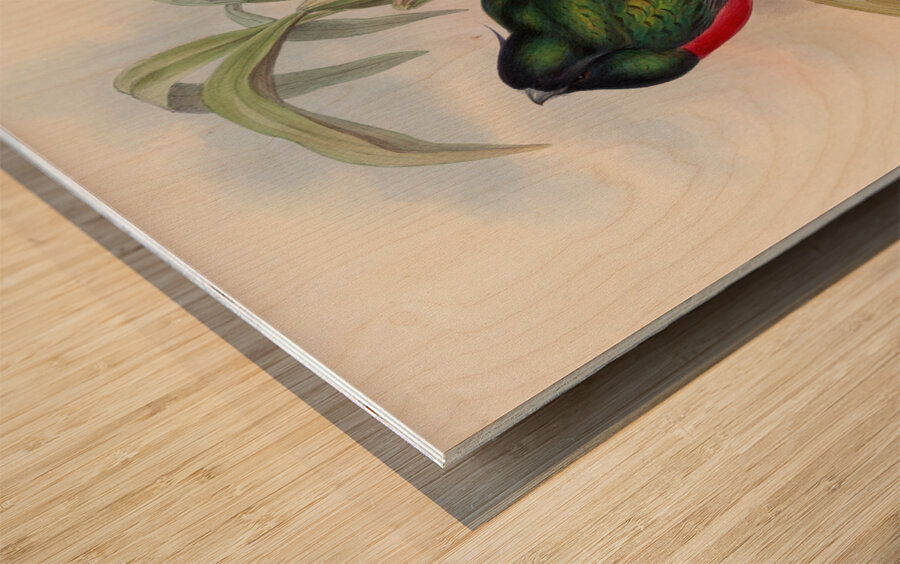 John Gould trogons 004 Wood print