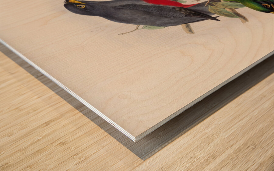 John Gould trogons 033 Wood print