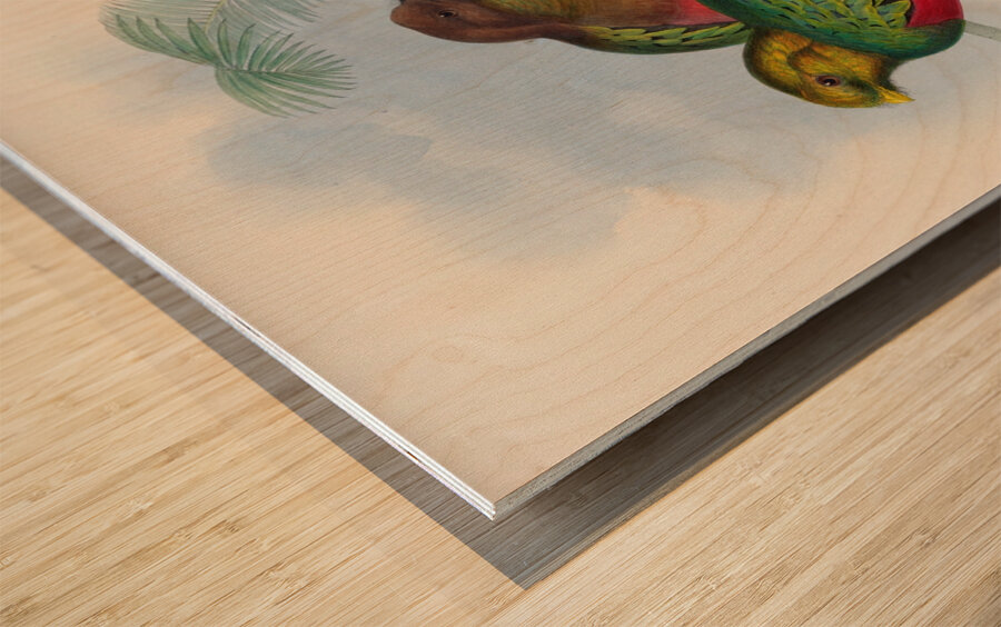 John Gould trogons 002 Wood print