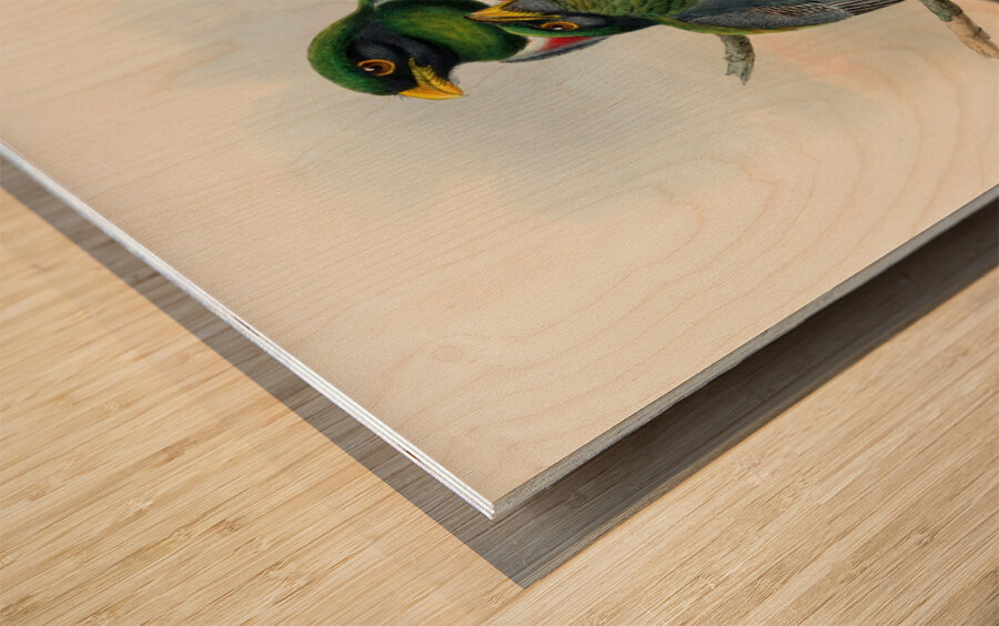 John Gould trogons 044 Wood print