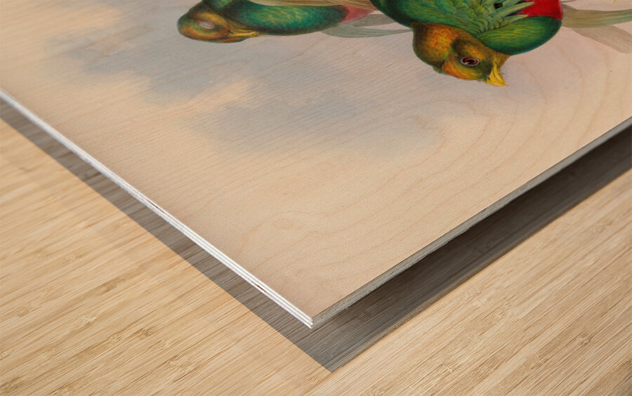 John Gould trogons 003 Wood print