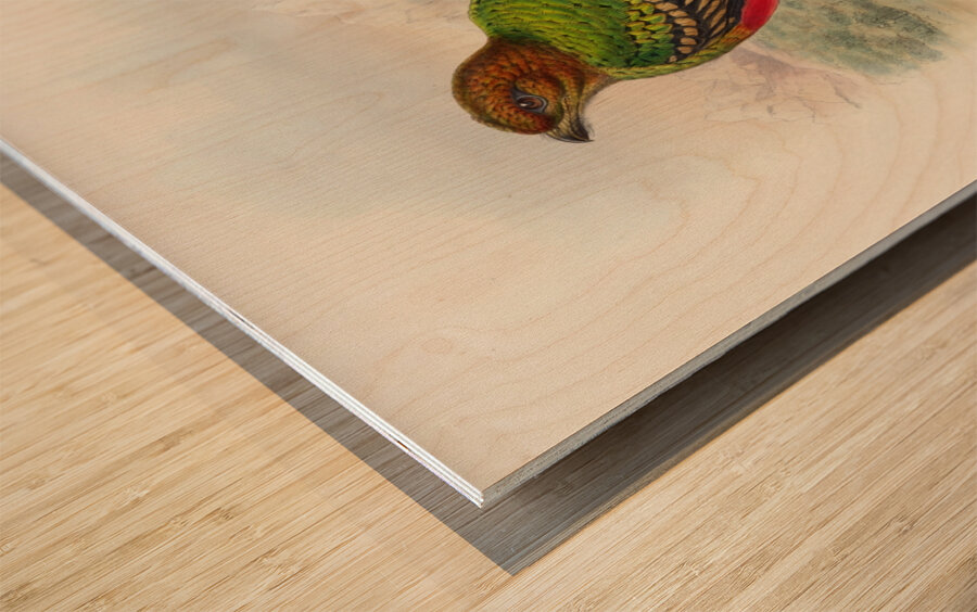 John Gould trogons 038 Wood print