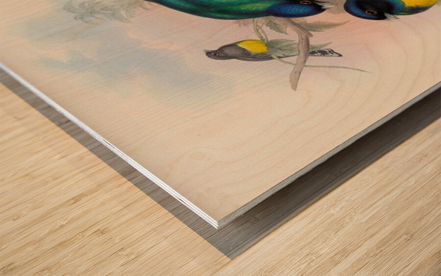 John Gould trogons 008 Wood print