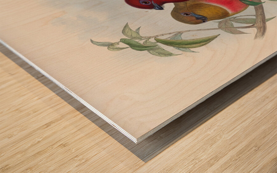 John Gould trogons 021 Wood print