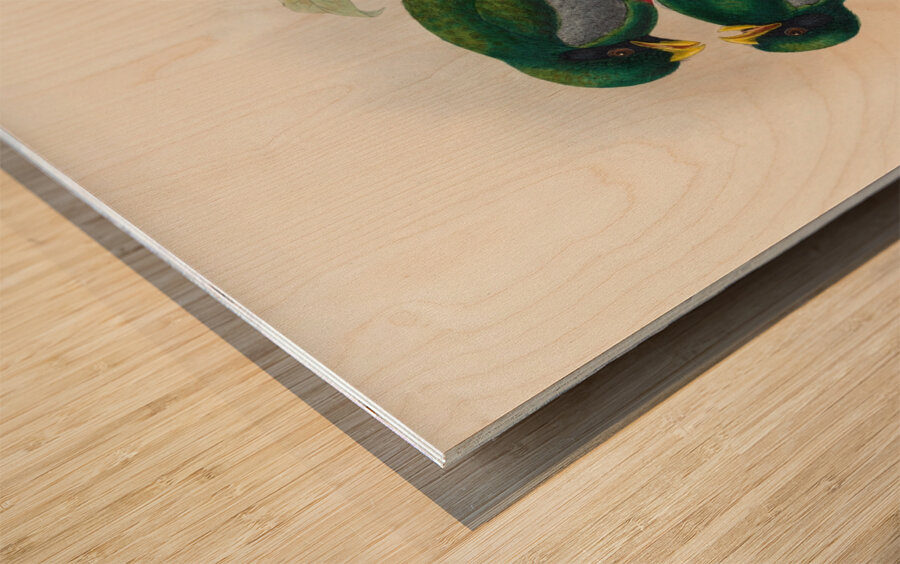 John Gould trogons 029 Wood print