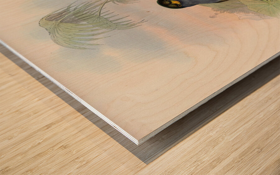 John Gould trogons 010 Wood print