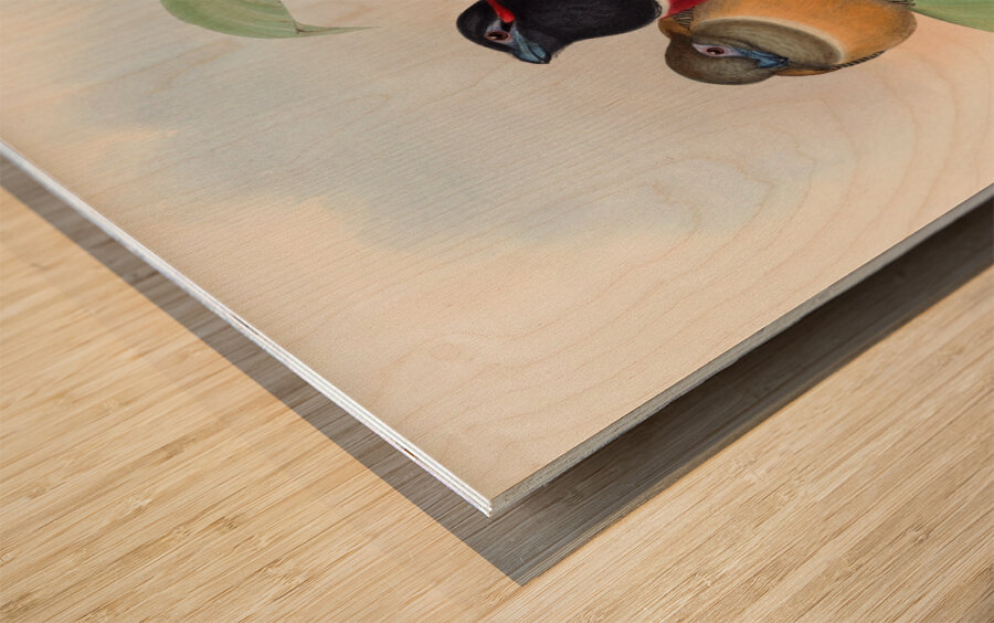 John Gould trogons 023 Wood print