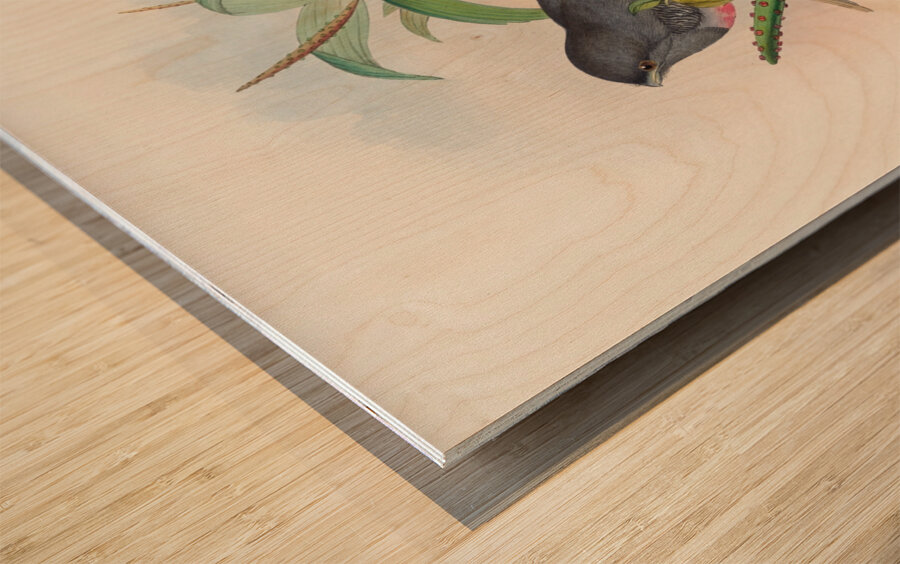 John Gould trogons 017 Wood print