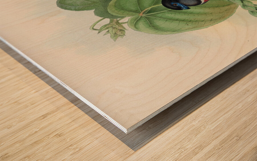 John Gould trogons 035 Wood print