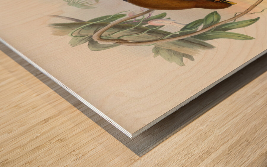 John Gould trogons 032 Wood print