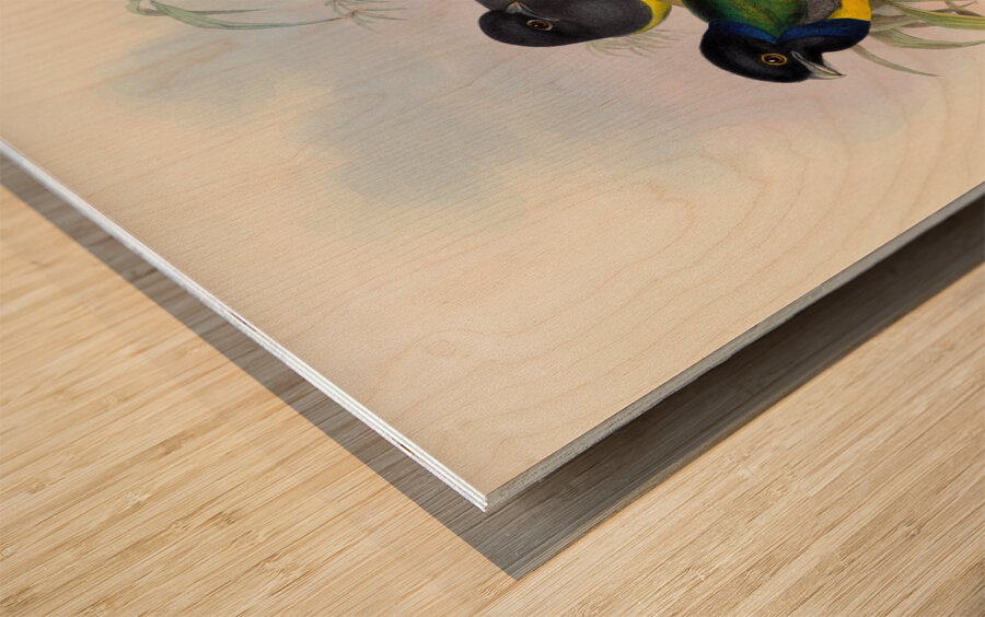 John Gould trogons 009 Wood print