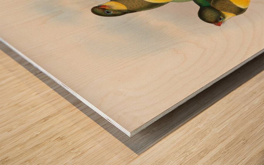 John Gould trogons 025 Wood print