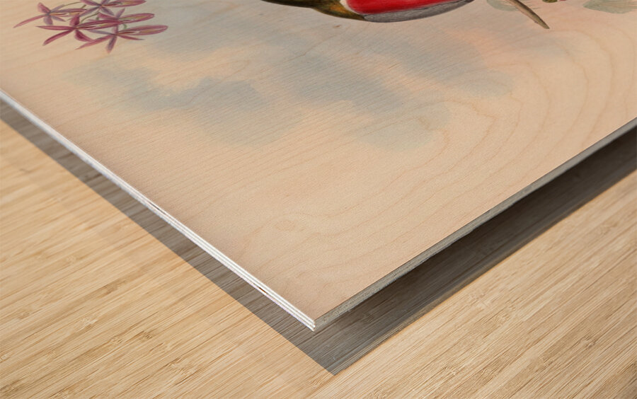 John Gould trogons 011 Wood print