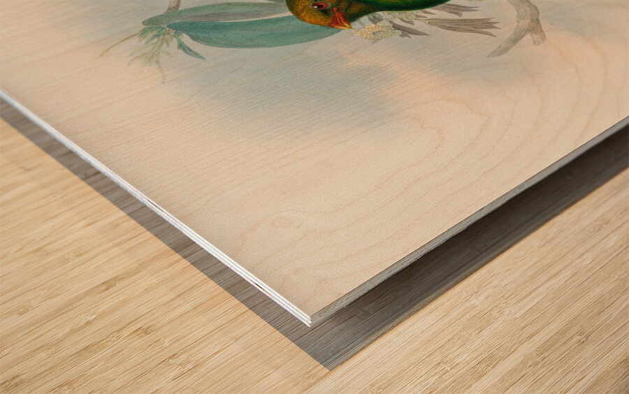 John Gould trogons 014 Wood print