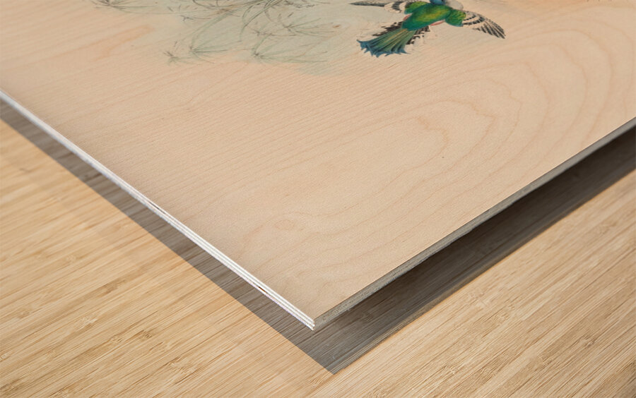 John Gould trogons 015 Wood print