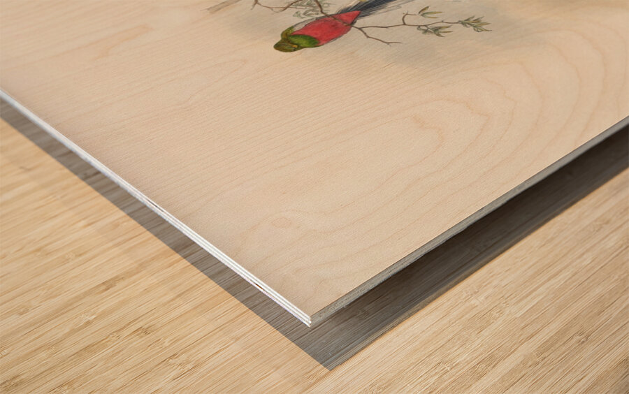 John Gould trogons 037 Impression sur bois