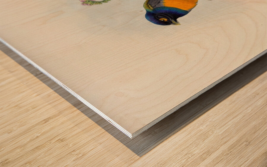 John Gould trogons 046 Wood print