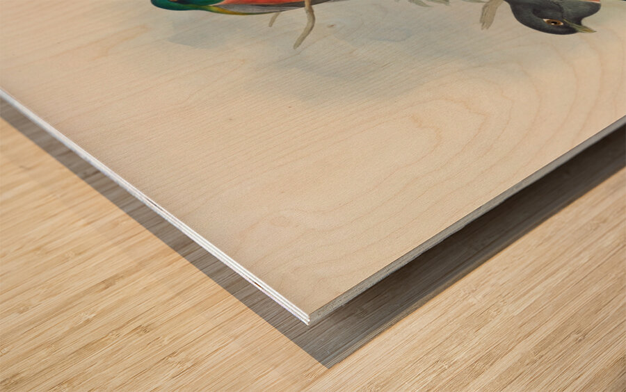 John Gould trogons 043 Wood print