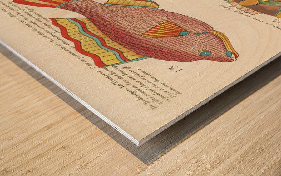 Colourful and surreal illustrations of fishes found in Moluccas Indonesia and the East Indies by Louis Renard 1678 -1746 from Histoire naturelle des plus rares curiositez de la mer des Indes 1754. Wood print