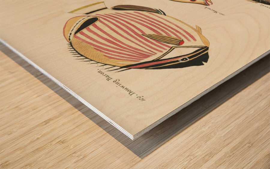 Colourful and surreal illustrations of fishes found in Moluccas Indonesia and the East Indies by Louis Renard 1678 -1746 from Histoire naturelle des plus rares curiositez de la mer des Indes 1754. Wood print