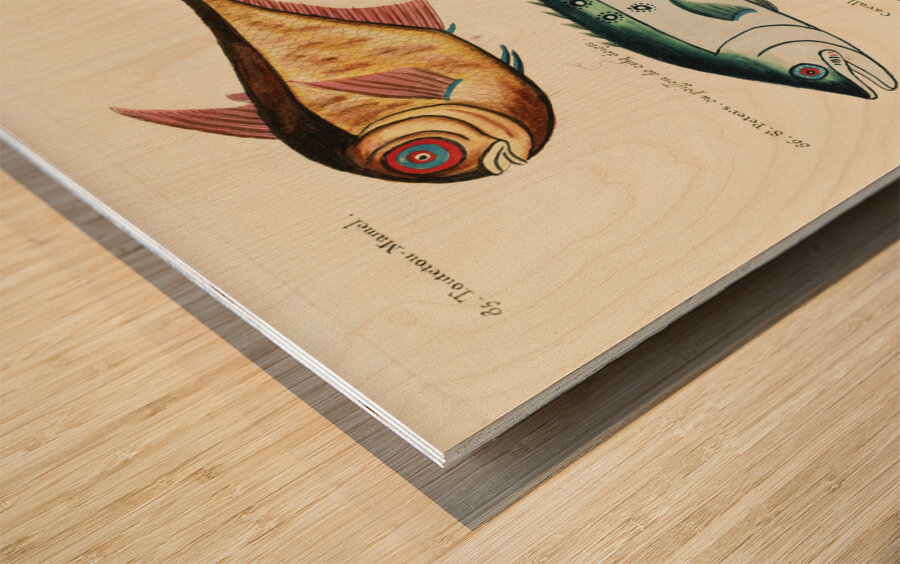 Colourful and surreal illustrations of fishes found in Moluccas Indonesia and the East Indies by Louis Renard 1678 -1746 from Histoire naturelle des plus rares curiositez de la mer des Indes 1754. Wood print