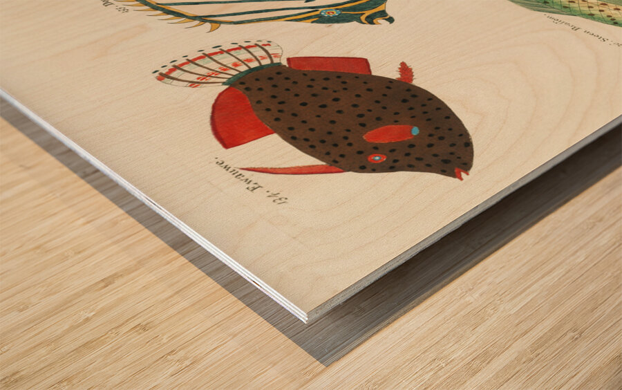 Colourful and surreal illustrations of fishes found in Moluccas Indonesia and the East Indies by Louis Renard 1678 -1746 from Histoire naturelle des plus rares curiositez de la mer des Indes 1754. Wood print