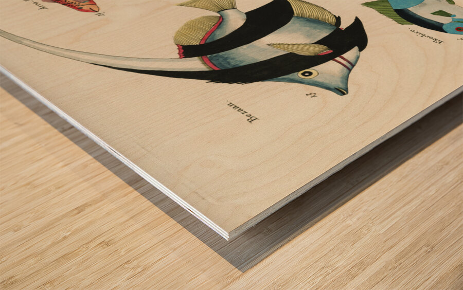 Colourful and surreal illustrations of fishes found in Moluccas Indonesia and the East Indies by Louis Renard 1678 -1746 from Histoire naturelle des plus rares curiositez de la mer des Indes 1754. Wood print