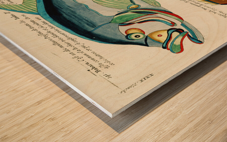 Colourful and surreal illustrations of fishes found in Moluccas Indonesia and the East Indies by Louis Renard 1678 -1746 from Histoire naturelle des plus rares curiositez de la mer des Indes 1754. Wood print