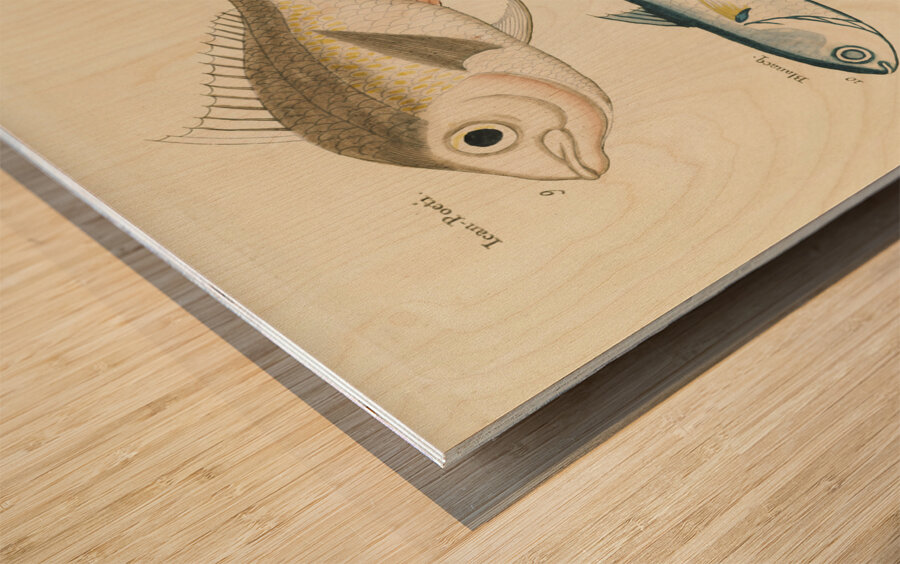 Colourful and surreal illustrations of fishes found in Moluccas Indonesia and the East Indies by Louis Renard 1678 -1746 from Histoire naturelle des plus rares curiositez de la mer des Indes 1754. Wood print