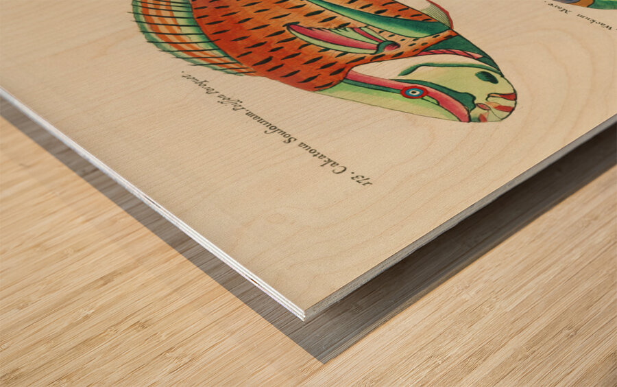 Colourful and surreal illustrations of fishes found in Moluccas Indonesia and the East Indies by Louis Renard 1678 -1746 from Histoire naturelle des plus rares curiositez de la mer des Indes 1754. Wood print