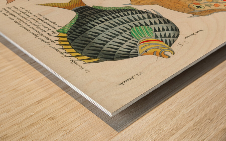 Colourful and surreal illustrations of fishes found in Moluccas Indonesia and the East Indies by Louis Renard 1678 -1746 from Histoire naturelle des plus rares curiositez de la mer des Indes 1754. Wood print