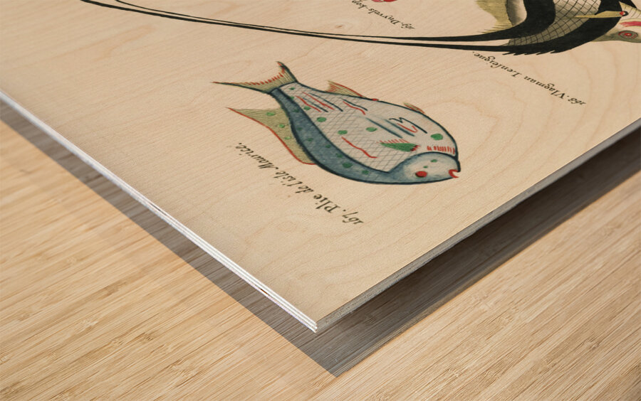 Colourful and surreal illustrations of fishes found in Moluccas Indonesia and the East Indies by Louis Renard 1678 -1746 from Histoire naturelle des plus rares curiositez de la mer des Indes 1754. Wood print